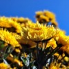 Thumbnail of post image 136