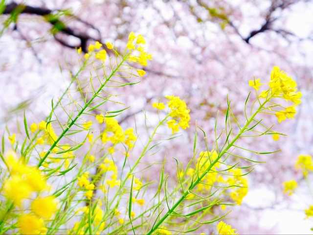 菜の花