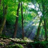 山林